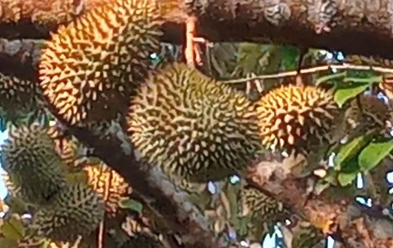 Musim Durian Diserbu Peminat, Pedagang Musiman Kebanjiran Pembeli