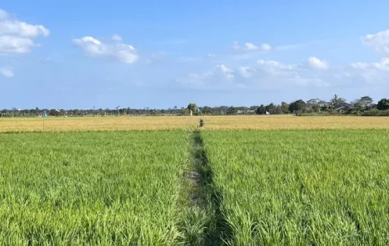 Bateng Miliki Lahan Sawah Potensial 258 Hektar