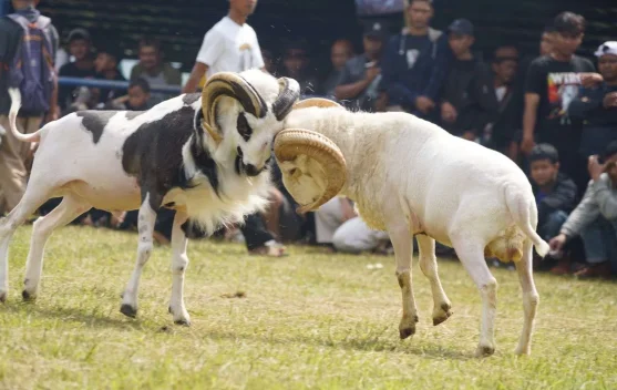 Mengenal Domba Garut, Tradisi Budaya dari Tanah Sunda