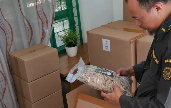 Daun Manggis Kering Asal Babel Tembus Pasar Inggris