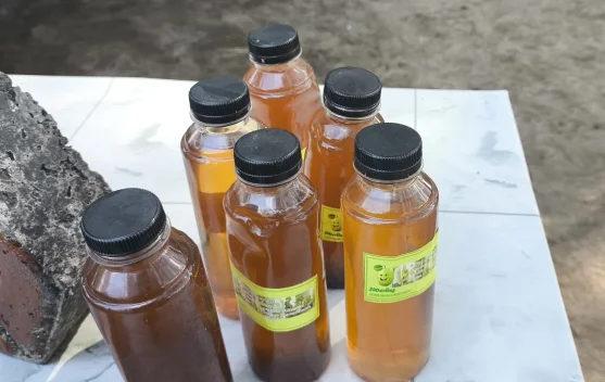 SDN 24 Sungailiat Produksi Pestisida dari Buah Bintaro