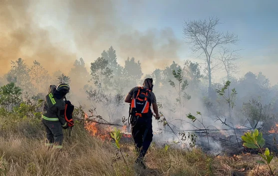 BMKG Ingatkan Dampak El Nino Menguat, Waspada Karhutla Mengintai - RRI.co.id