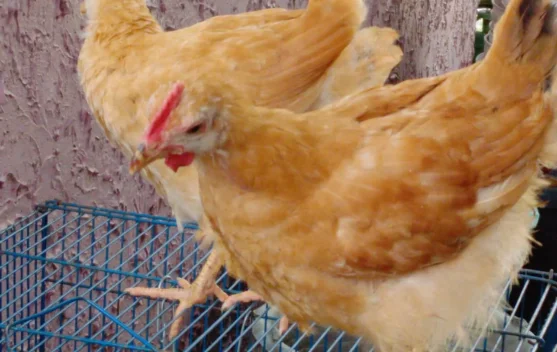 Ayam Merawang Jadi Pilihan untuk Ketahanan Pangan Keluarga