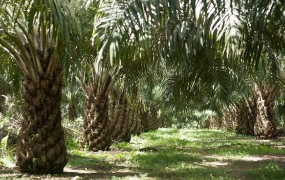 APKASINDO : Kebun Plasma 20 persen PT. GML Siap Dibagikan Kepada Masyarakat