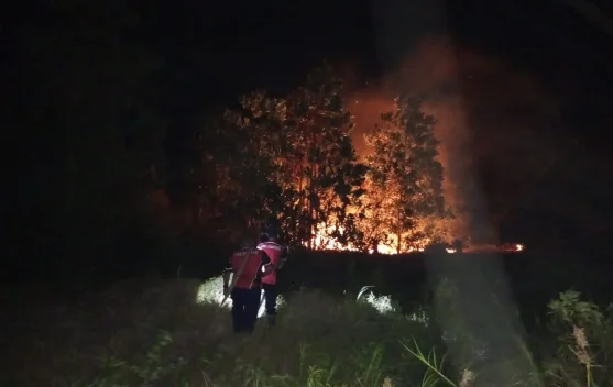 Lebih 300 Hektare Lahan Terbakar, Damkar Bangka Kewalahan Keterbatasan Armada
