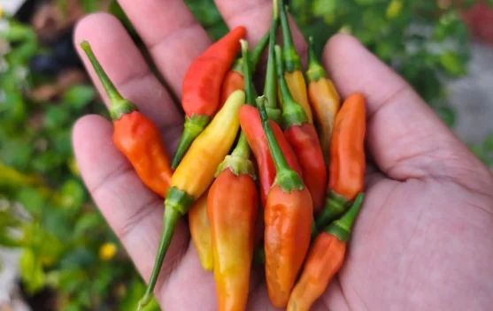 Tabungan Dapur dari Pekarangan, Romdan: Berkebun Bikin Waktu Luang Produktif