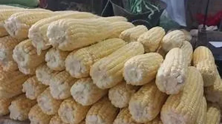 Bulog Sungai Penuh Baru Serap 45 Ribu Ton Jagung Petani