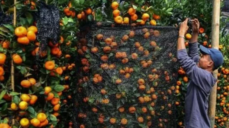 Sembilan Pohon Buah Pembawa Hoki Bikin Rezeki Lancar