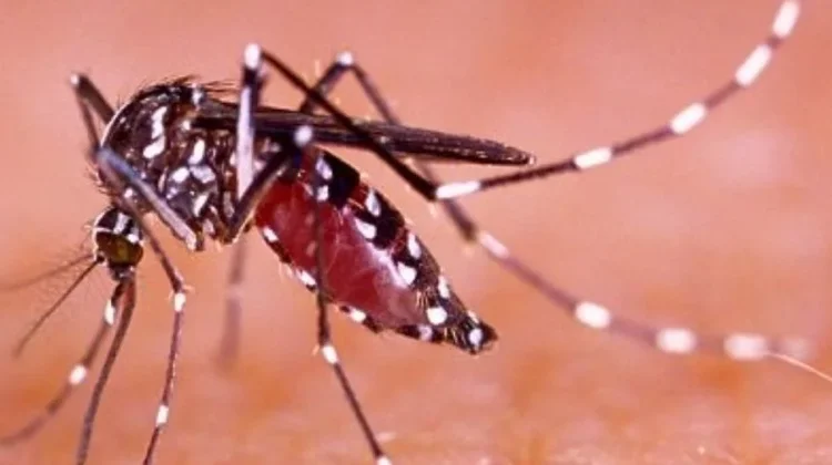 Waspada DBD di Musim Hujan, Dinkes Sungai Penuh Ajak Warga Terapkan Hidup Bersih