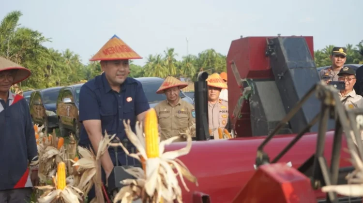 Sinergi Forkopimda dan Pemkab, Panen Jagung Merangin Tembus 162 Ton