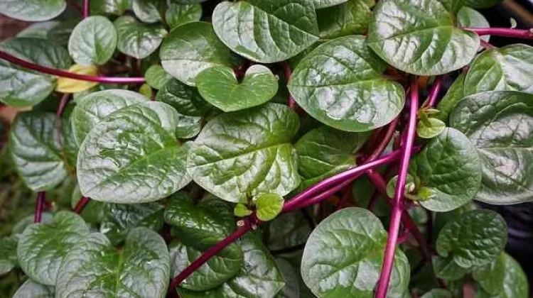 Daun Binahong: Tanaman Merambat Kaya Manfaat untuk Kesehatan