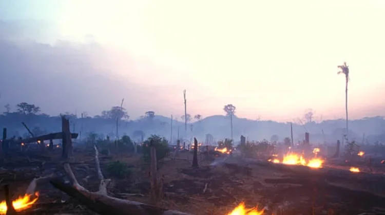 Cegah Risiko Kebakaran Hutan,BPBD Kerinci Larang Pembakaran Lahan