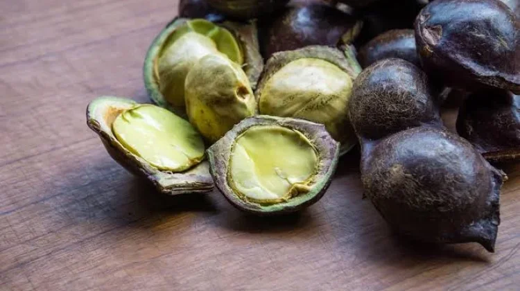 Manfaat Jengkol untuk Kesehatan: antara Kontroversi dan Khasiat