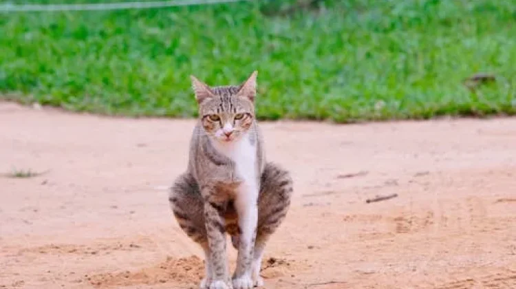 Cara Mengatasi Bau Kotoran Kucing yang Menyengat
