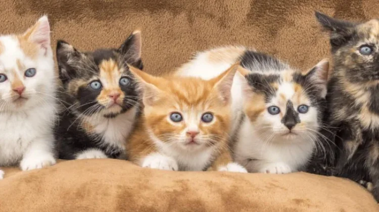 Arti Warna Kucing Peliharaan, Mitos atau Fakta?