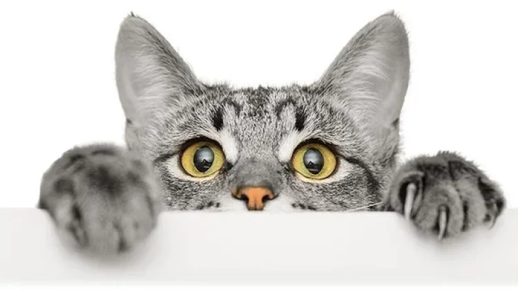kucing suka menggigit tangan dan kaki kita? Berikut alasannya