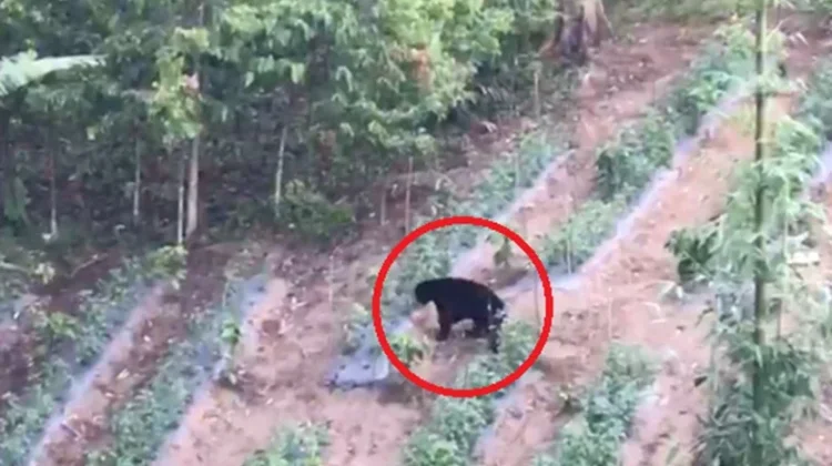 BBTNKS Cek ke Lokasi Tindaklanjuti Kemunculan Beruang di Kerinci