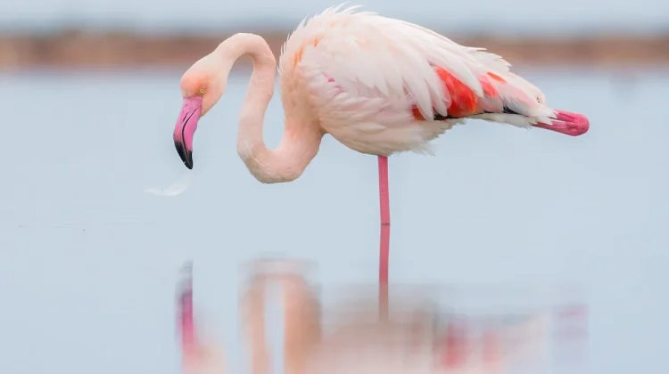 Mengapa Flamingo Sering Berdiri Dengan Satu Kaki?