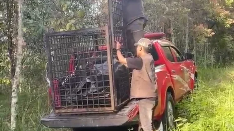 Warga Kerinci Resah, Beruang Masuk Kebun Cabai