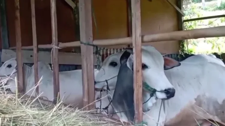jelang Hari Raya Kurban, Permintaan Sapi di Kerinci Melonjak Tajam