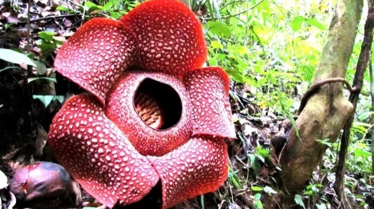 Dua Bunga Rafflesia Arnoldi Mekar Bersamaan di Hutan Palupuh