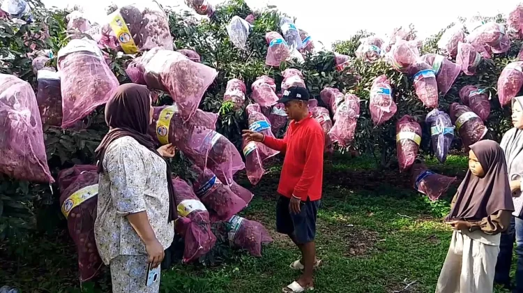 Wisata Kelengkeng Merangin Ramai Dikunjungi Warga Jambi