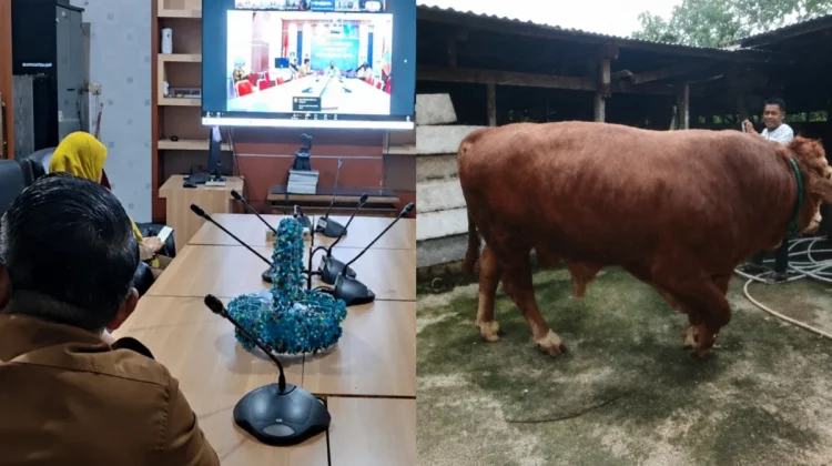 Presiden Prabowo Salurkan Sapi Kurban 826 Kg untuk Warga Merangin