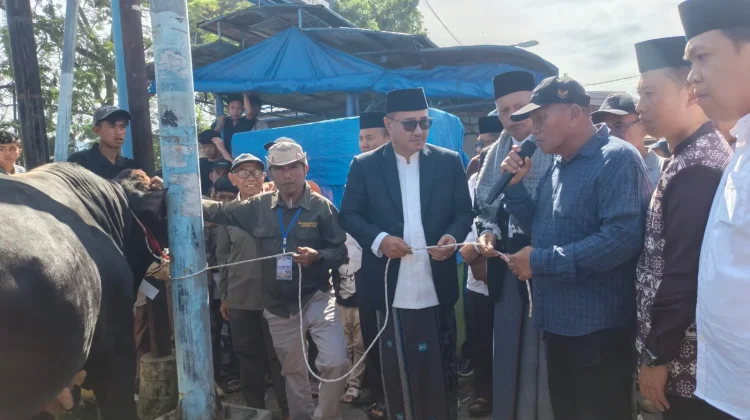 Wako Alfin Serahkan Sapi Kurban Bantuan Presiden