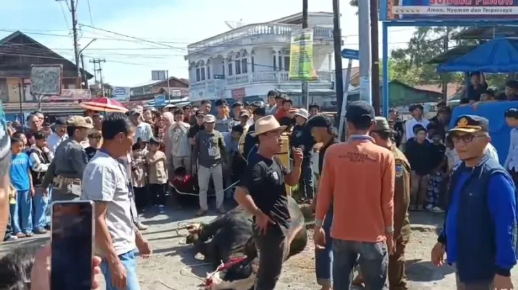 Warga Antusias Saksikan Penyembelihan Sapi Kurban Presiden di Sungai Penuh