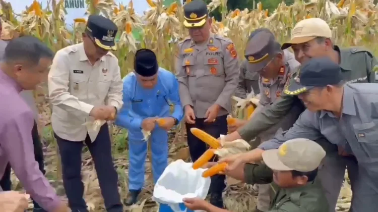 Serapan Jagung dan Gabah Petani Kerinci Terus Bertambah