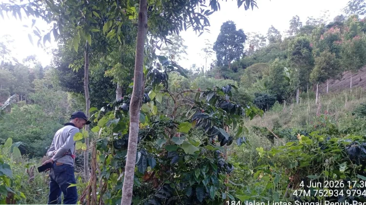 Warga Resah, Dugaan Harimau di Ladang Kerinci Ditelusuri Tim BBTNKS