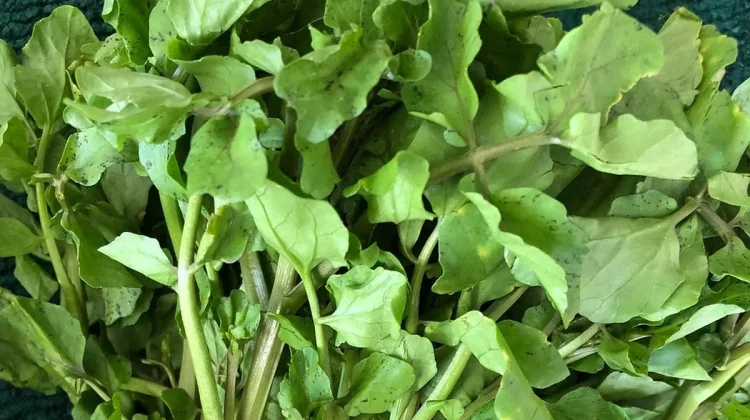 Jukut, Sayuran Hijau yang Kaya Nutrisi dan Mudah Diolah
