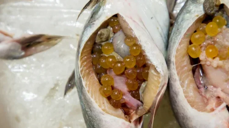 Manfaat Telur Ikan untuk Kesehatan yang Jarang Diketahui