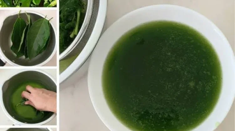 Manfaat Cincau Hijau di Musim Panas