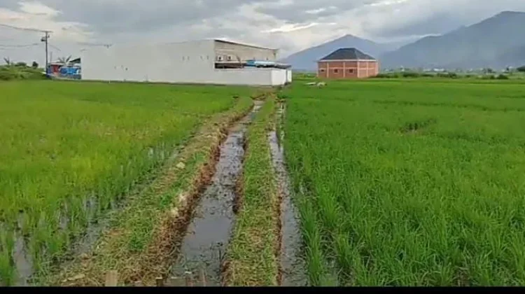 Irigasi Persawahan Cangkin Rusak 30 Tahun, Petani Desa Gedang Minta diperbaiki