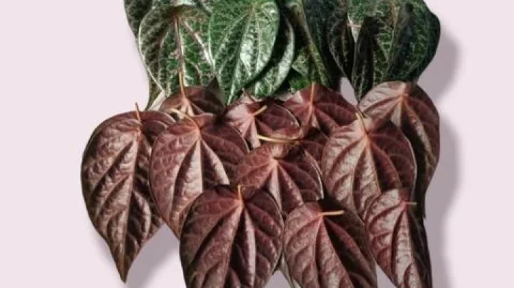 Sirih Merah Jadi Bahan Kosmetik Lokal, Berikut Manfaatnya untuk Kulit