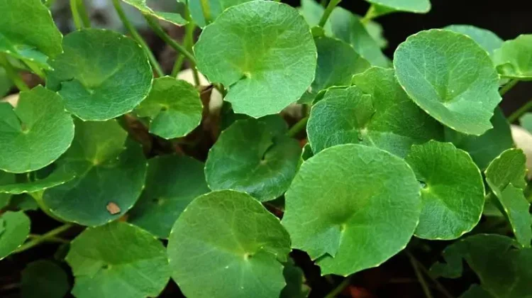 Manfaat Daun Pegagan untuk Kesehatan Kulit