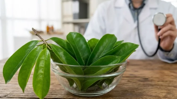 Efektivitas Daun Sirsak Terhadap Kanker, ntara Klaim Herbal dan Bukti Ilmiah