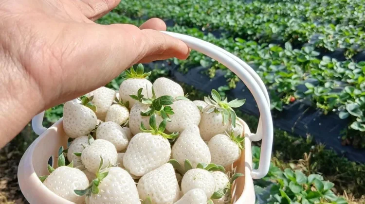 Stroberi Putih, Buah Unik yang Rasanya Mirip Nanas