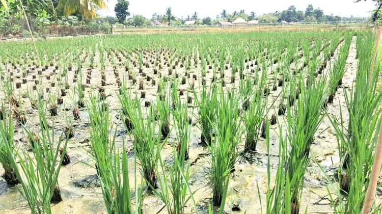 Petani Sungai Penuh Andalkan Teknik Salibu untuk Hemat Waktu dan Biaya