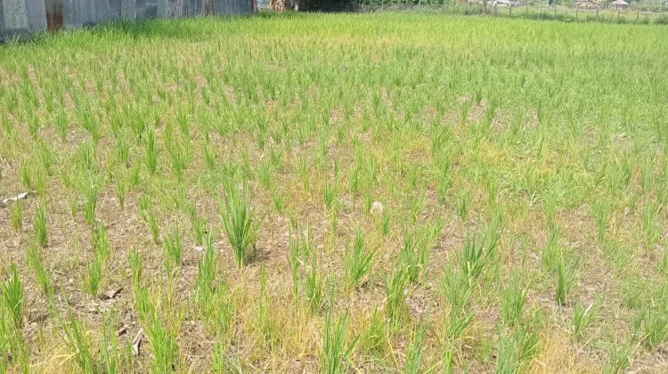 Tak Ada Irigasi, Sawah Warga Sungai Penuh Kering Berbulan-bulan saat Kemarau