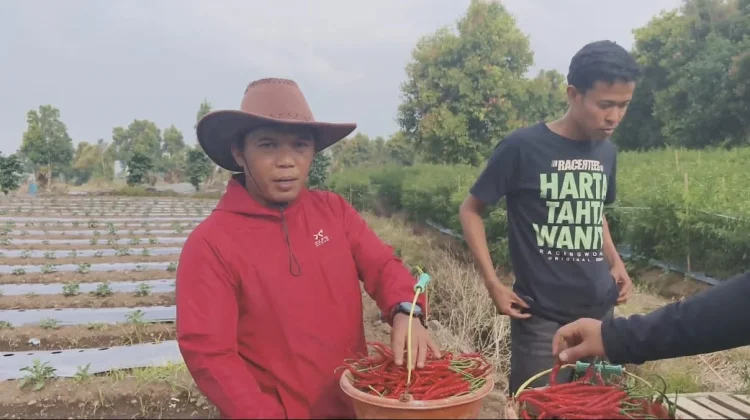 Harga Cabai Merah Keriting di Kerinci Bertahan Rp18 Ribu hingga Rp20 Ribu