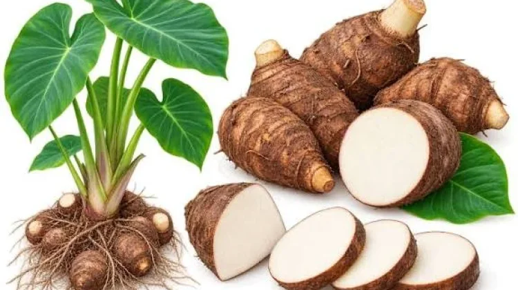 Kimpul, Umbi-Umbian Lokal yang Kaya Manfaat dan Nutrisi
