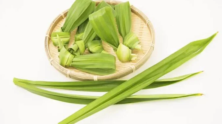 5 Manfaat Daun Pandan untuk Wanita