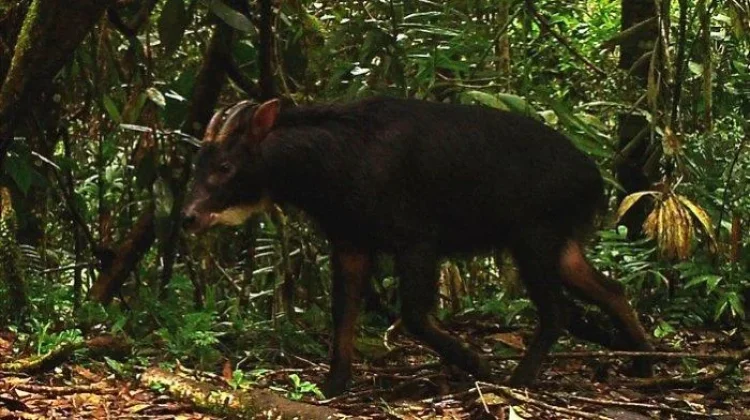 Hutan TNKS Masih Jadi Rumah Satwa Liar, Kamera Jebak Rekam Beragam Spesies