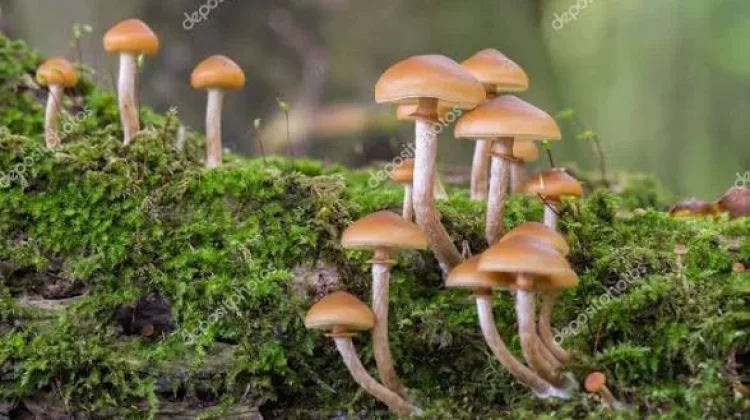 Gizi dari Jamur Potensial Tinggi, Waspada Jenis Beracun yang Mirip Tampilan