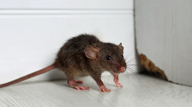 6 Cara Alami Mengusir Tikus dari Kamar Tidur, tanpa Racun dan Perangkap