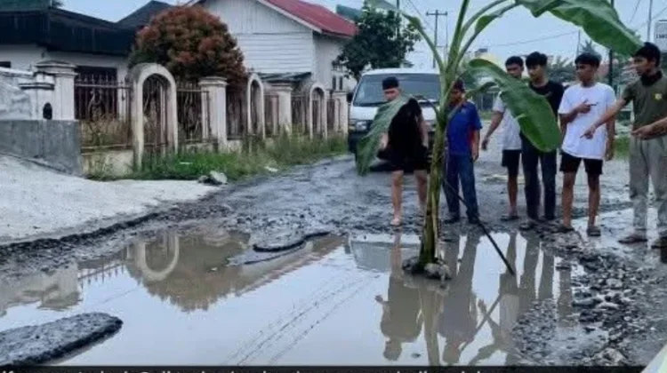 Pemuda Lubuk Suli Tanam Pisang di Jalan Rusak