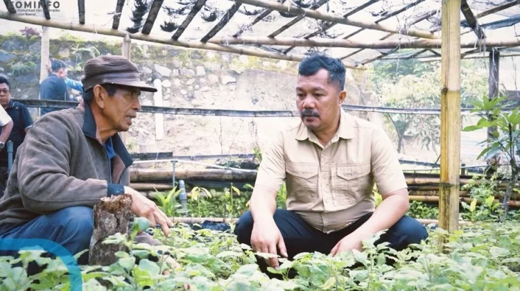 Monadi Turun ke Kebun Nilam Kerinci, Peluang Pasar Petani Mulai Terbuka