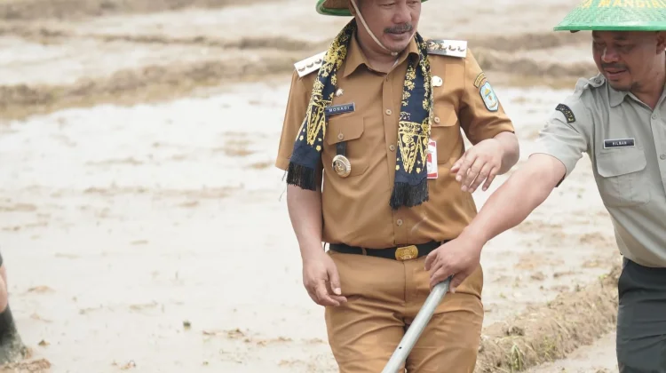 Tanam Padi Jenis PM-AAS Bupati dan Wabup Kerinci Turun ke Sawah,